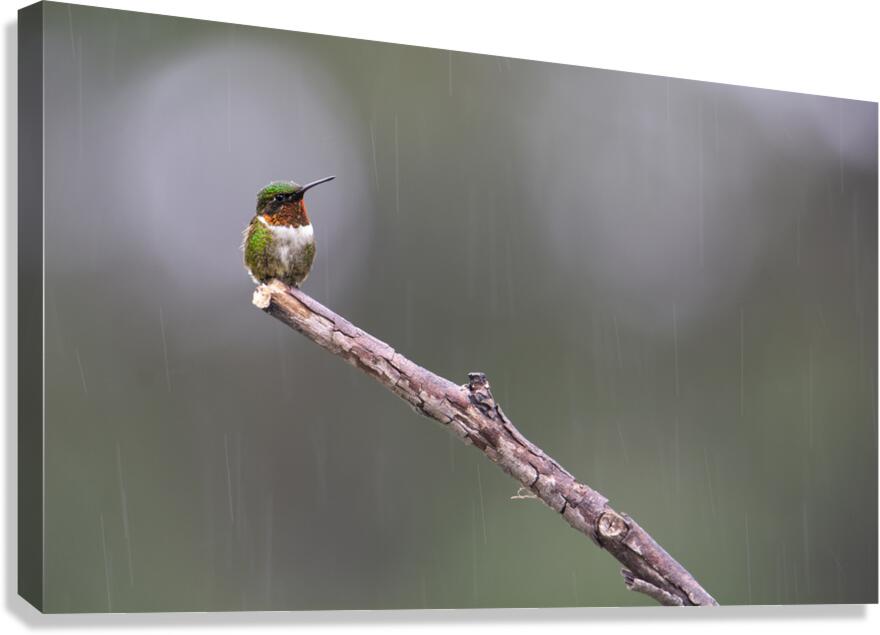 JBS 3953 Canvas Print