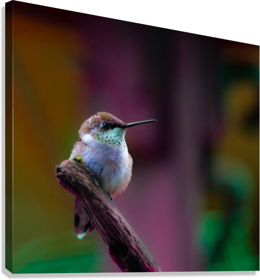 JBS 4382 2 Canvas Print