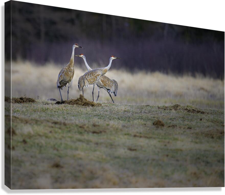 JBS 0650 Canvas Print