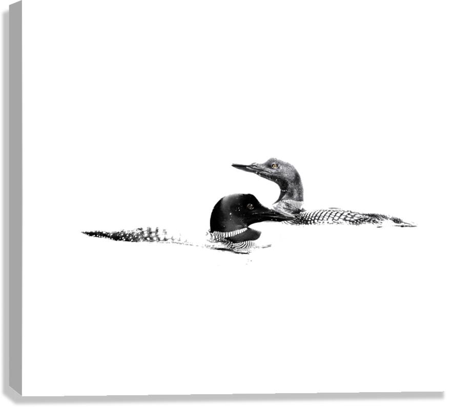 loons Impression sur toile