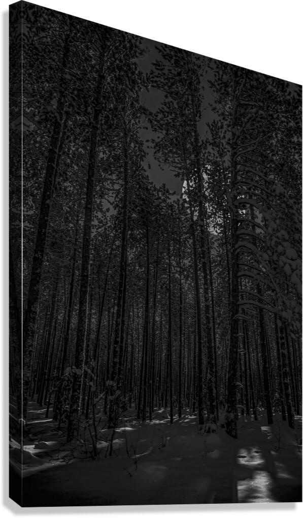 NIGHTWOODS Canvas Print