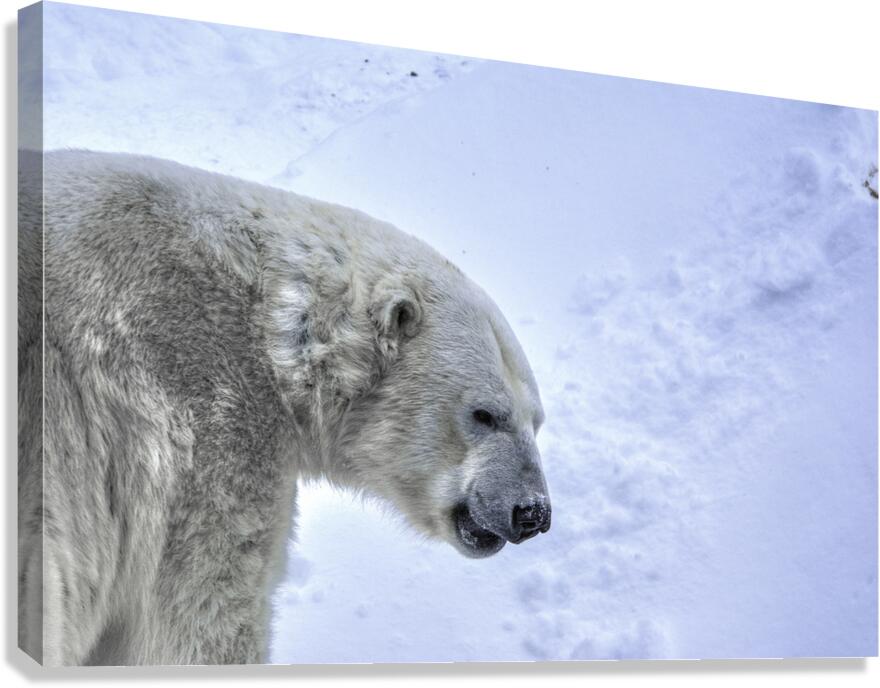 JBS 9247 Canvas Print