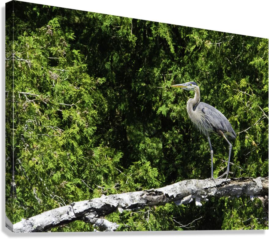 JBS 6779 Canvas Print