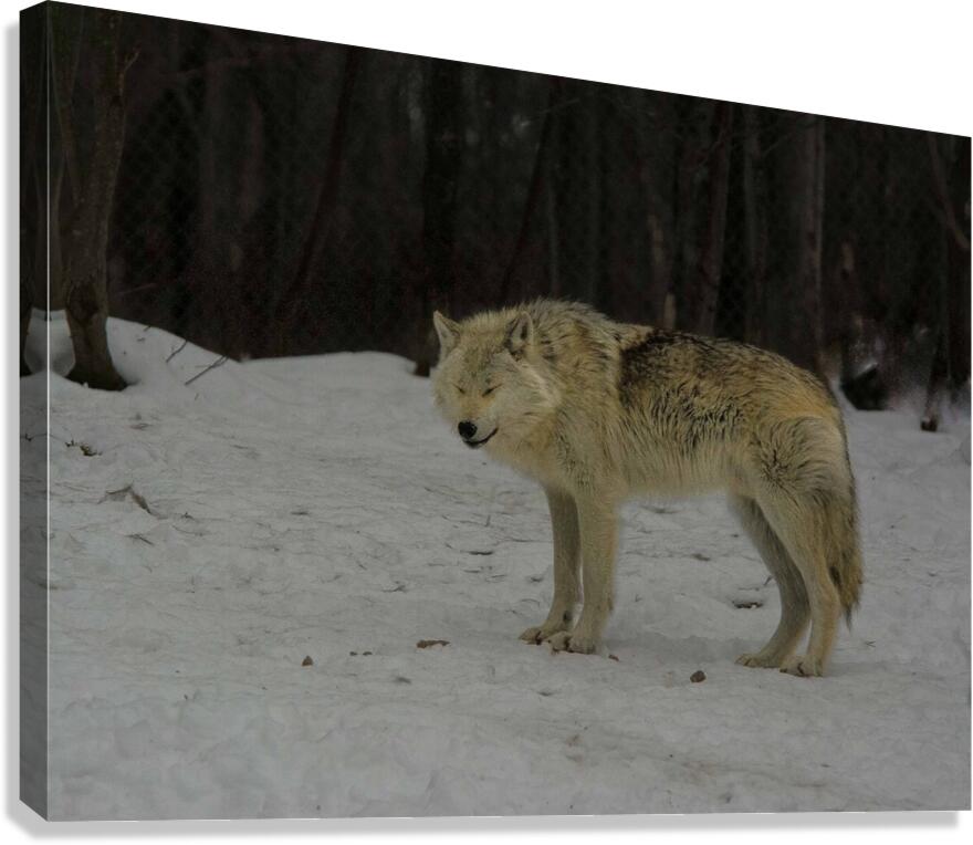 JBS 9056 Canvas Print