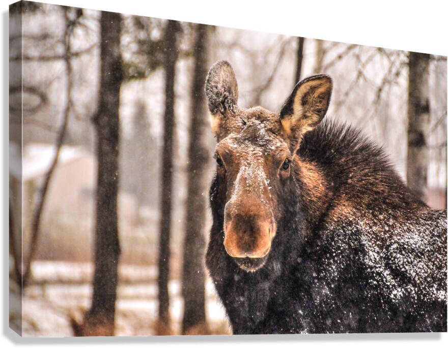 JBS 4896  Canvas Print