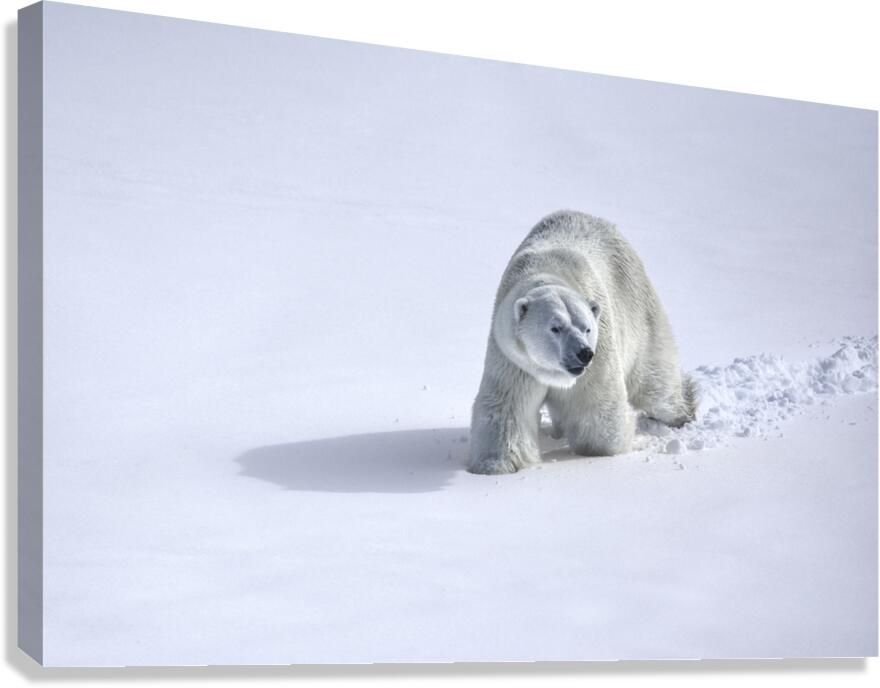 JBS 9366 Canvas Print