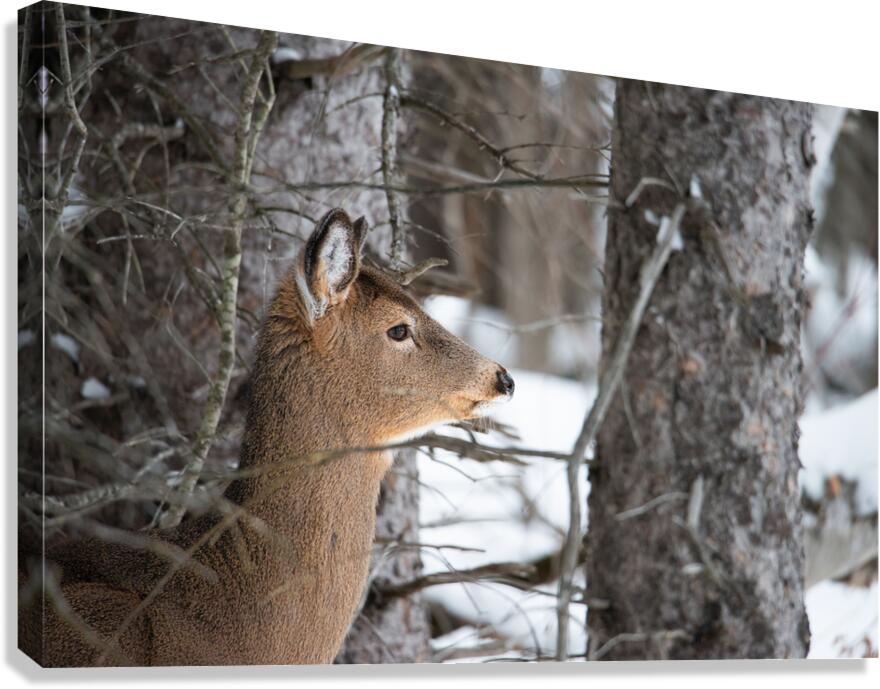 JBS 8968 Canvas Print