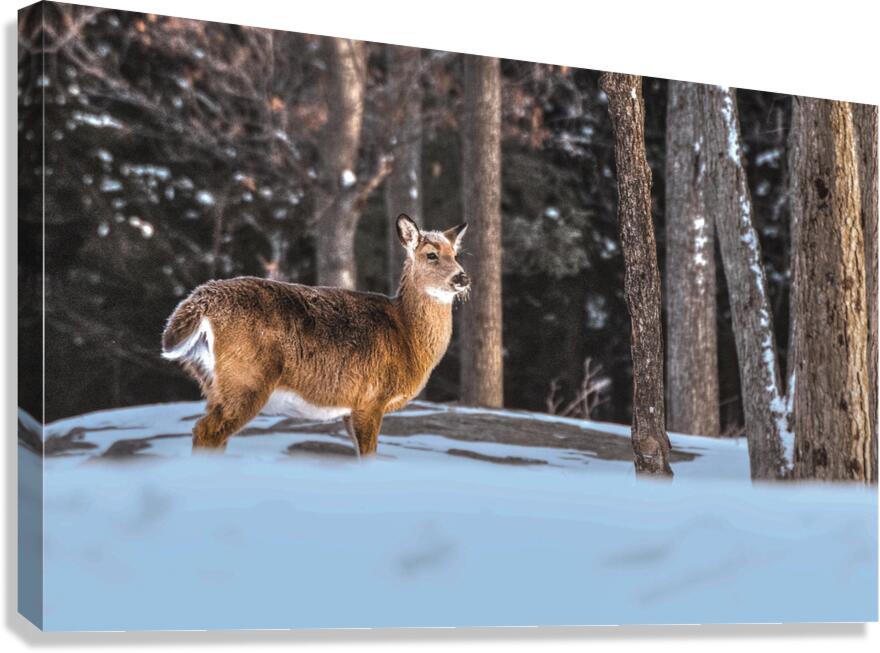 JBS 5494  Canvas Print