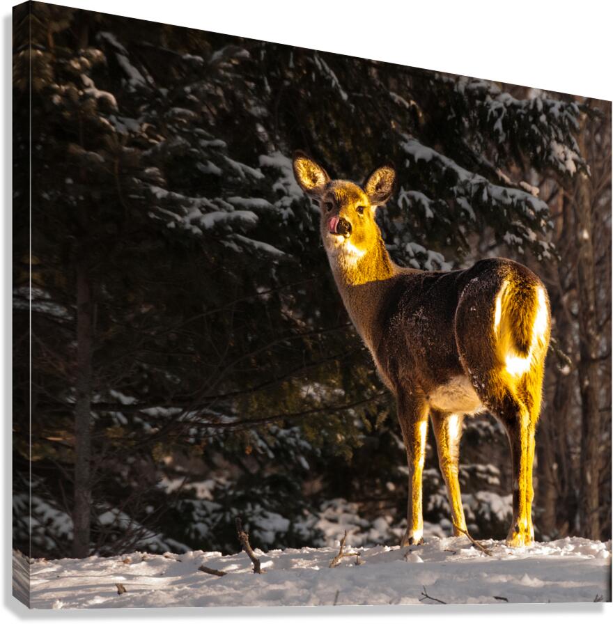JBS 5478 Canvas Print