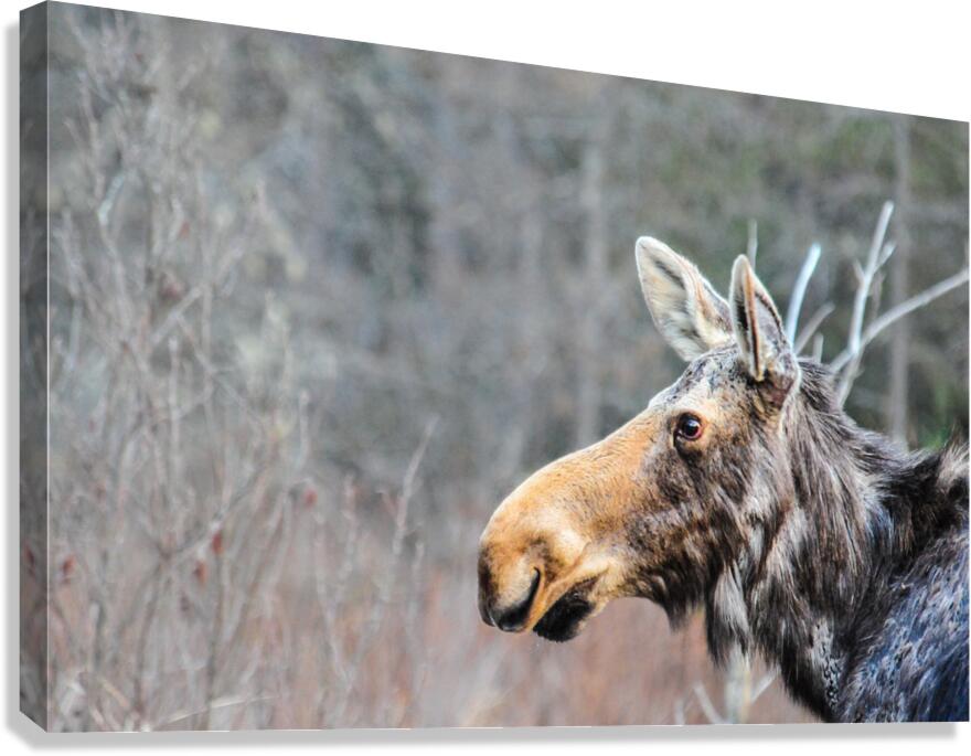 JBS 6219 Canvas Print