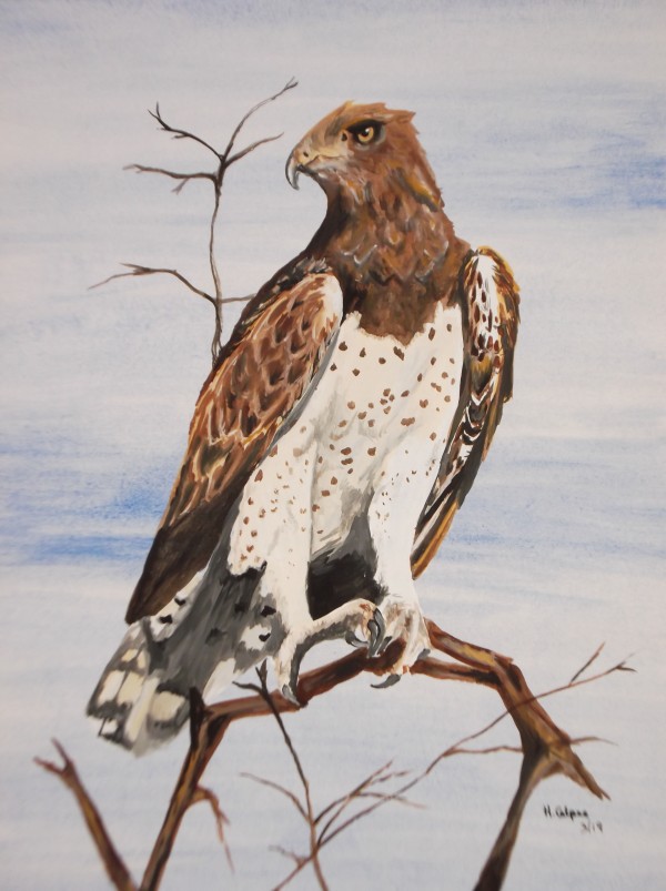 Martial Eagle Print