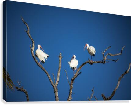 Resting Tree Canvas Print