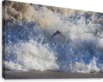 Sand Pipers Canvas Print