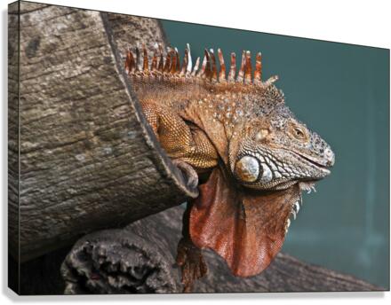 Interested Iguana  Canvas Print