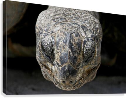 Wise Tortoise  Canvas Print