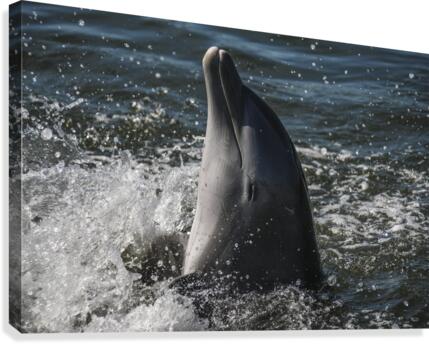 Smiling Dolphin Canvas Print