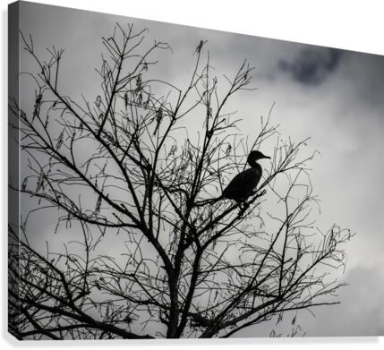 Perched Canvas Print