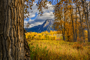 Anderson Flats Gold and Cottonwoods