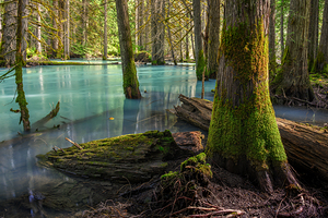 The Drowned Forest Catching Light