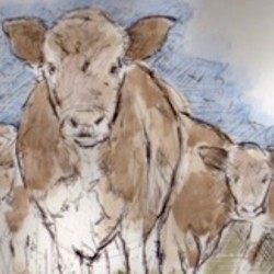 Normandy Cows 