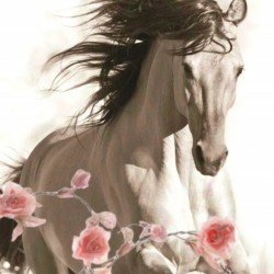 Run Like The Wind