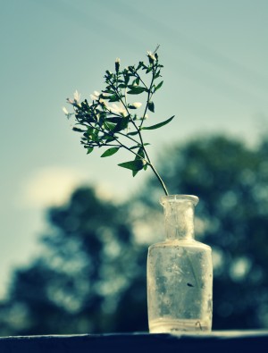 Bottled Leaf