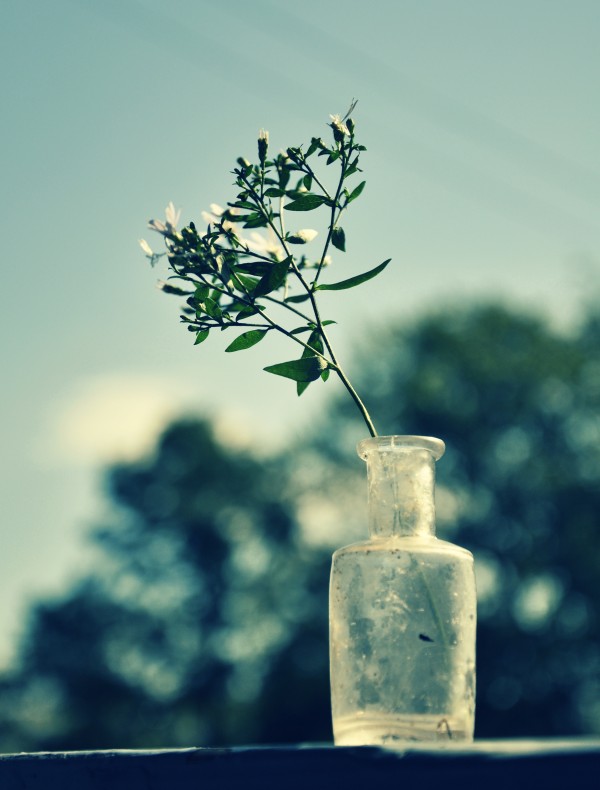 Bottled Leaf Print