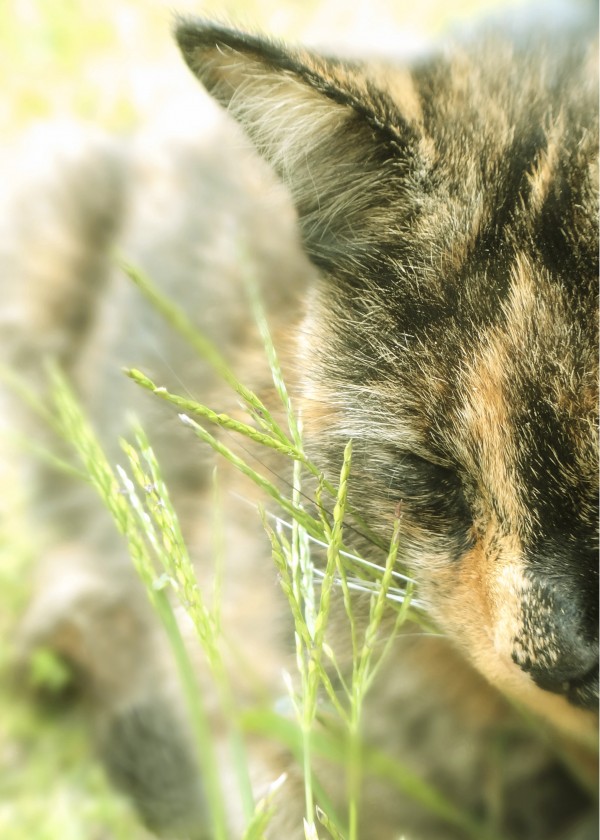 Cat in Grass Print