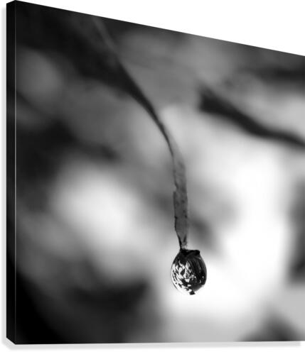 One Drop Canvas Print