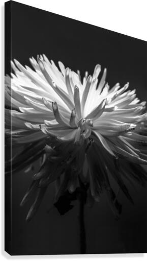 Grayscale Flower Canvas Print