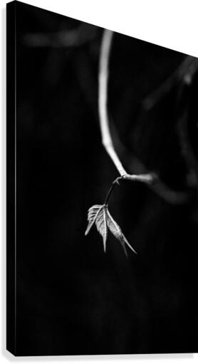 Single Leaf Canvas Print