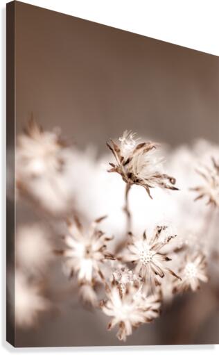 Fuzzy Flower Canvas Print