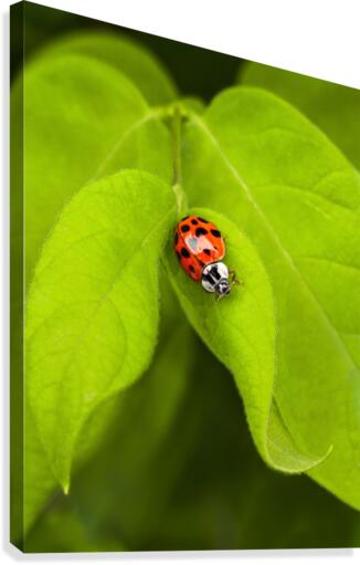 Red Ladybug Canvas Print