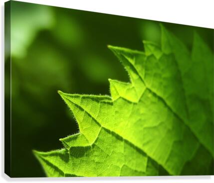 Green Leaf Canvas Print