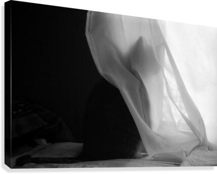 Hidden Cat Canvas Print