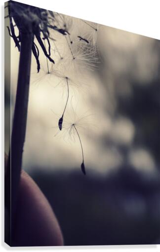 Dandelion Falls Canvas Print