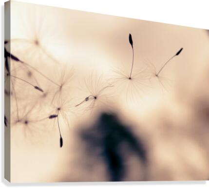 Dandelion Floating Canvas Print