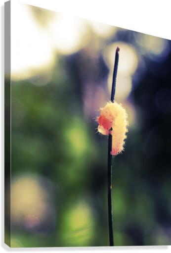 Caterpillar Canvas Print