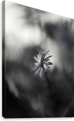Single Flower Canvas Print