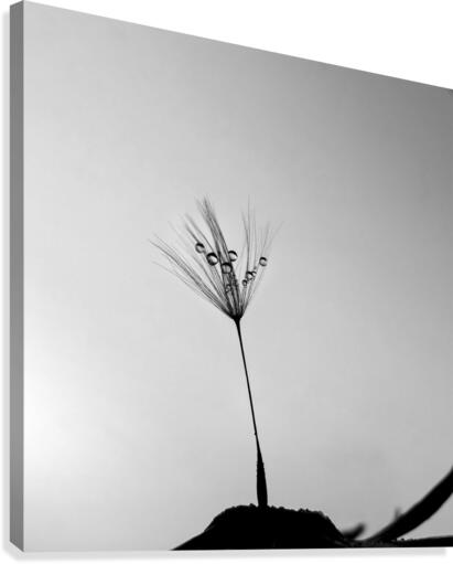 Dandelion Drops Canvas Print