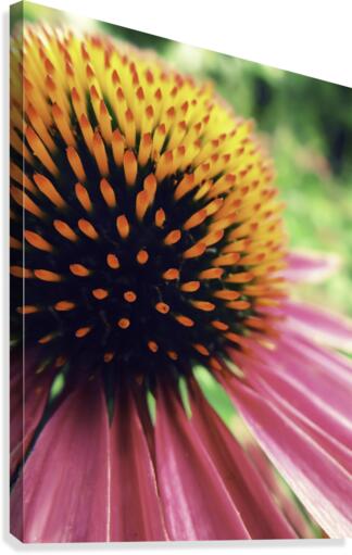 Sharp Flower Canvas Print