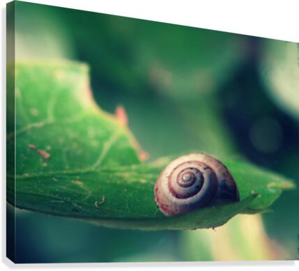 Snail on Leaf Canvas Print