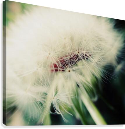 Fuzzy Dandelion Canvas Print