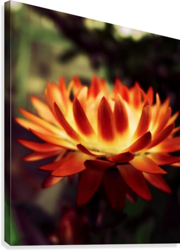 Fire Flower Canvas Print