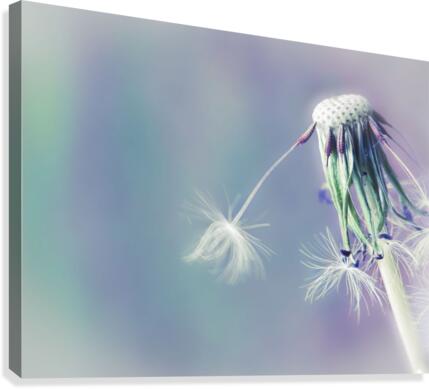 Falling Dandelions Canvas Print