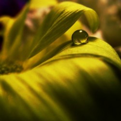 Yellow Flower Droplet