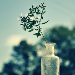 Bottled Leaf