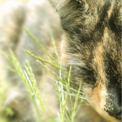 Cat in Grass