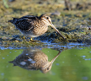 Wilsons Snipe 1