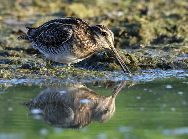 Wilsons Snipe 2 Print